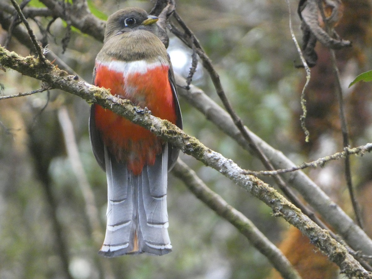 Collared Trogon - ML520037371