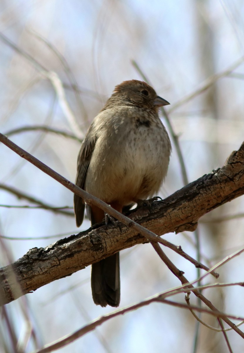 Canyon Towhee - ML52003911