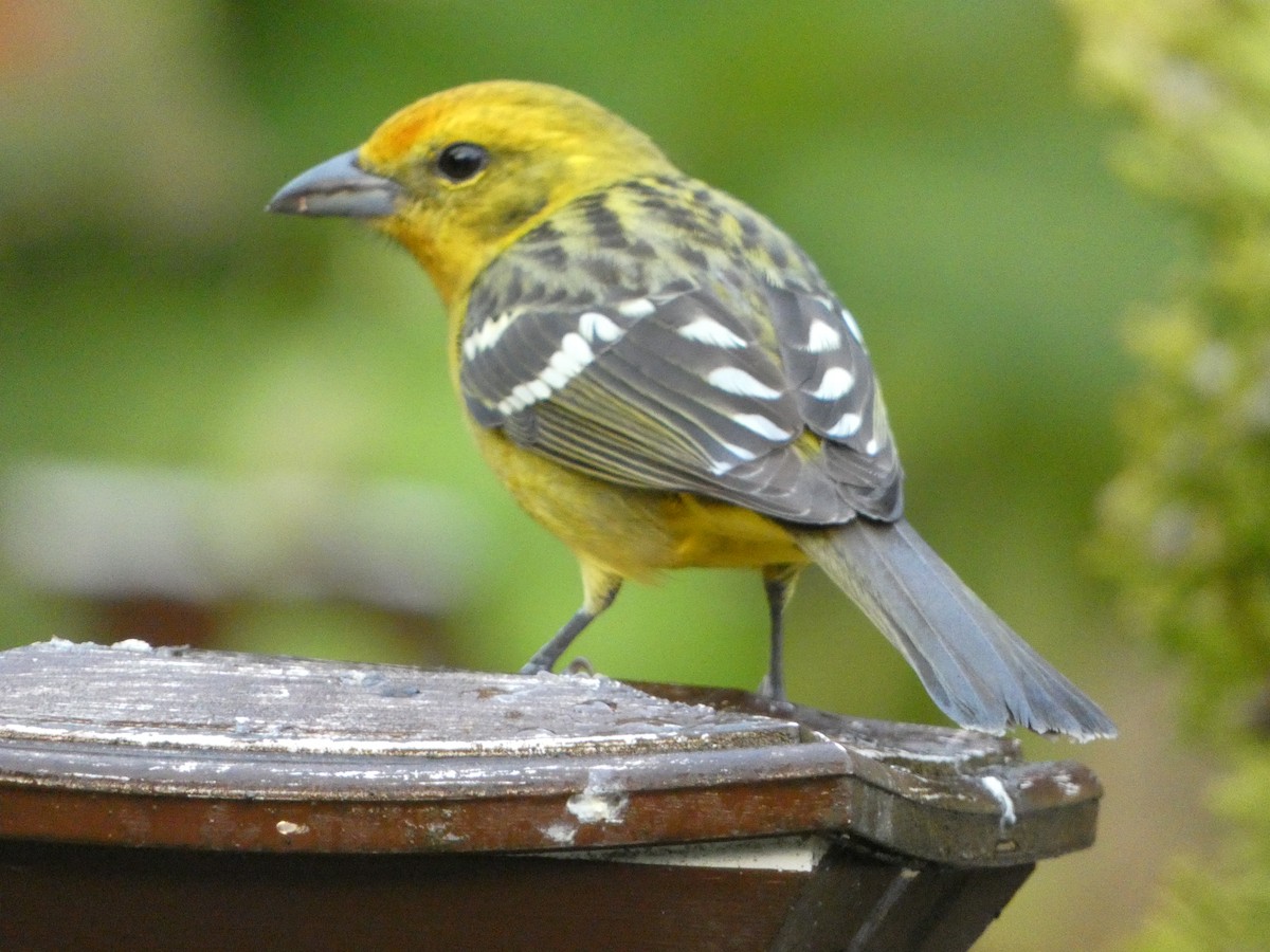 Flame-colored Tanager - ML520039711