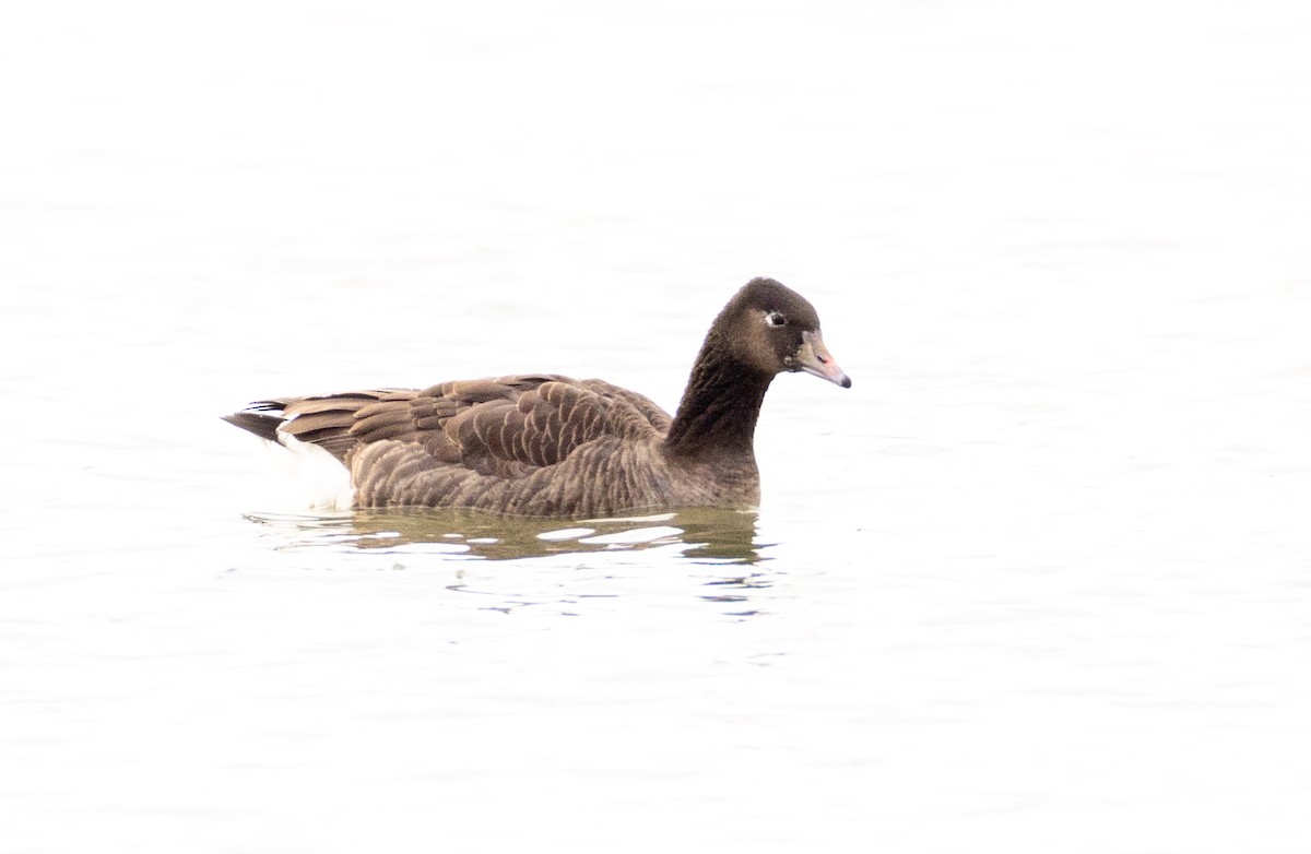 Greater White-fronted x Canada Goose (hybrid) - Sylvie Martel / Gaétan Giroux