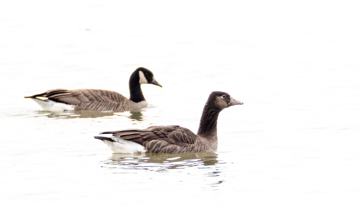 Greater White-fronted x Canada Goose (hybrid) - Sylvie Martel / Gaétan Giroux