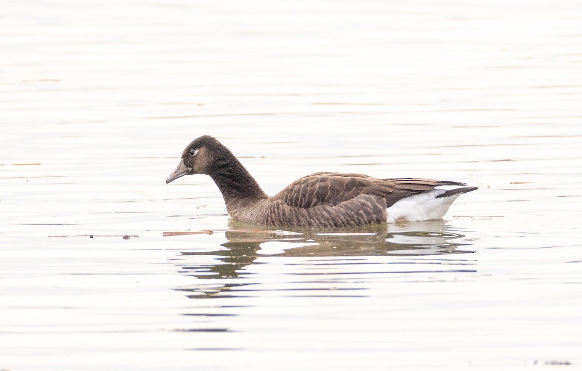 Greater White-fronted x Canada Goose (hybrid) - Sylvie Martel / Gaétan Giroux