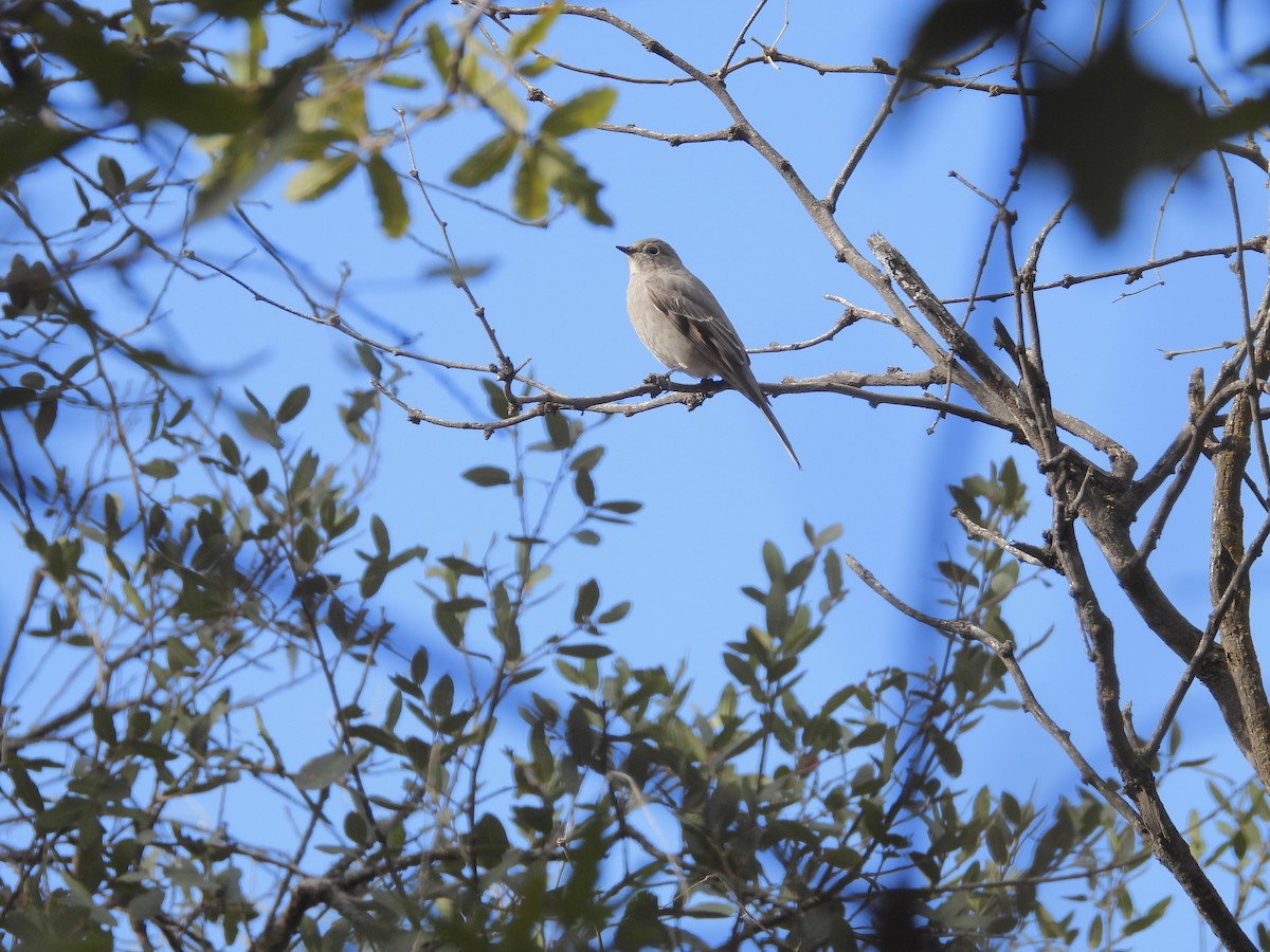 Townsend's Solitaire - ML520042101