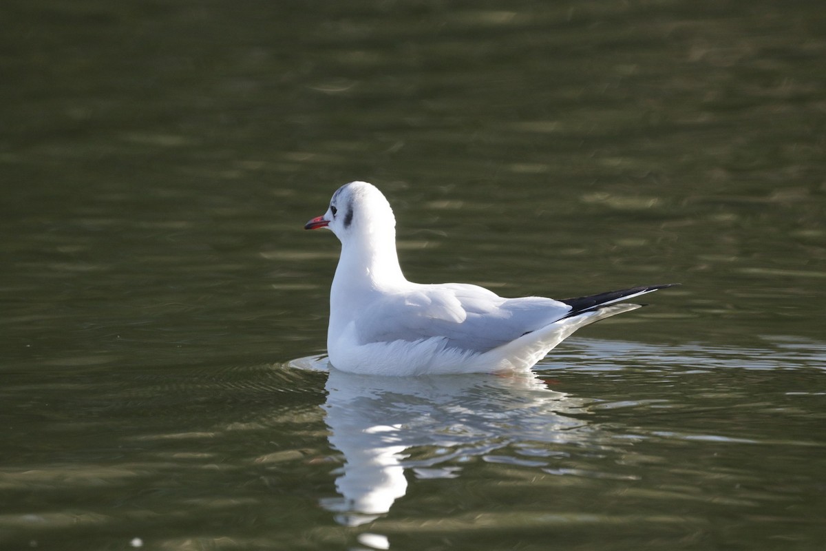 Black-headed Gull - ML520042351