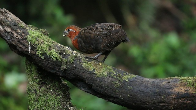 Chestnut Wood-Quail - ML520043861