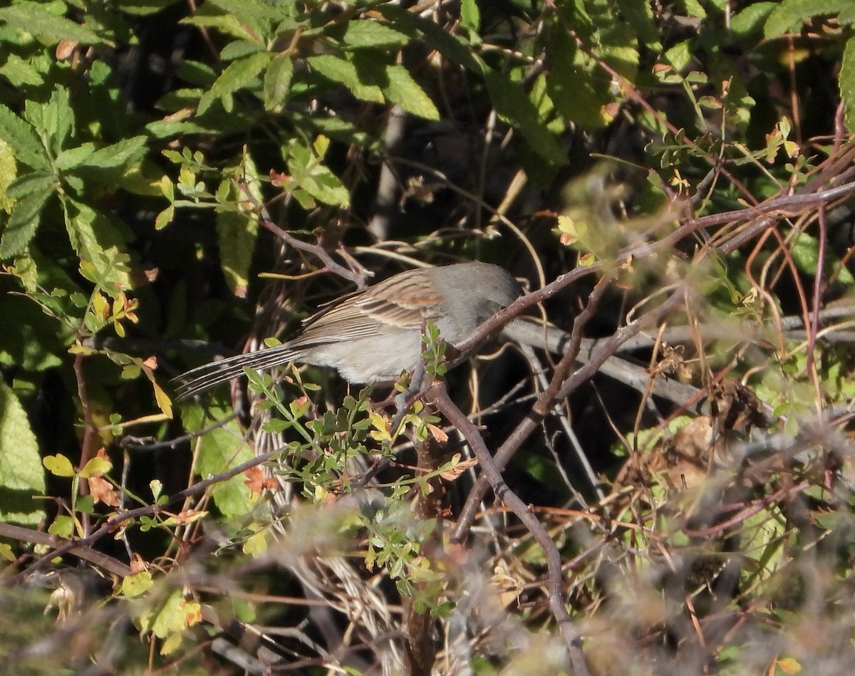 Black-chinned Sparrow - Mary Tannehill