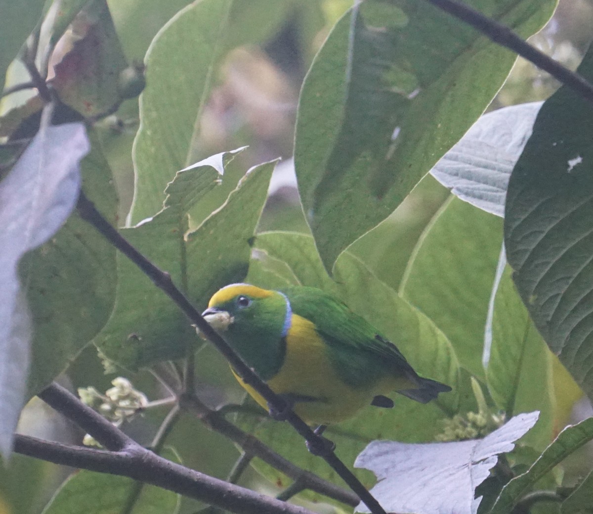 Golden-browed Chlorophonia - ML520047001