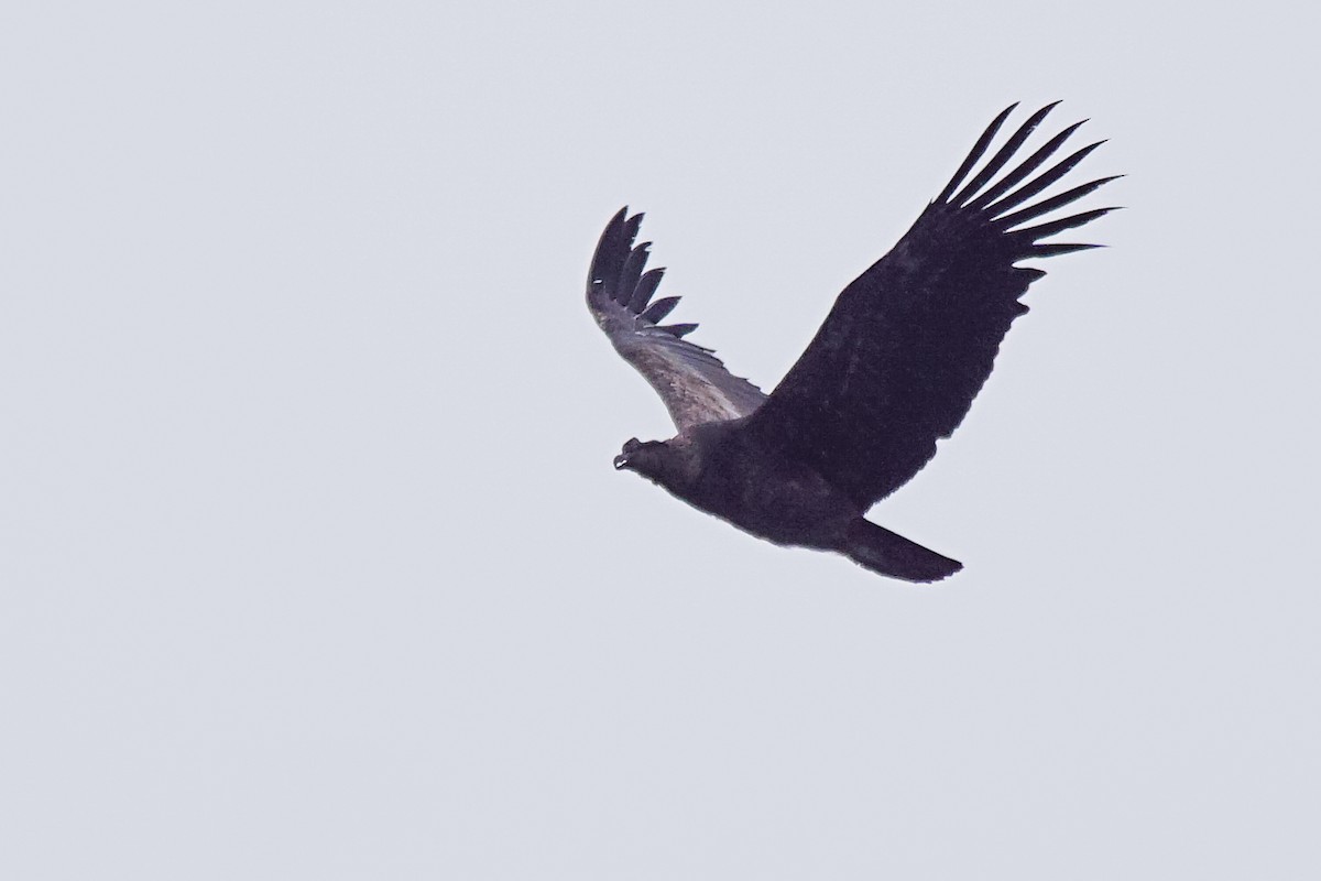 Andean Condor - Carlos Miranda