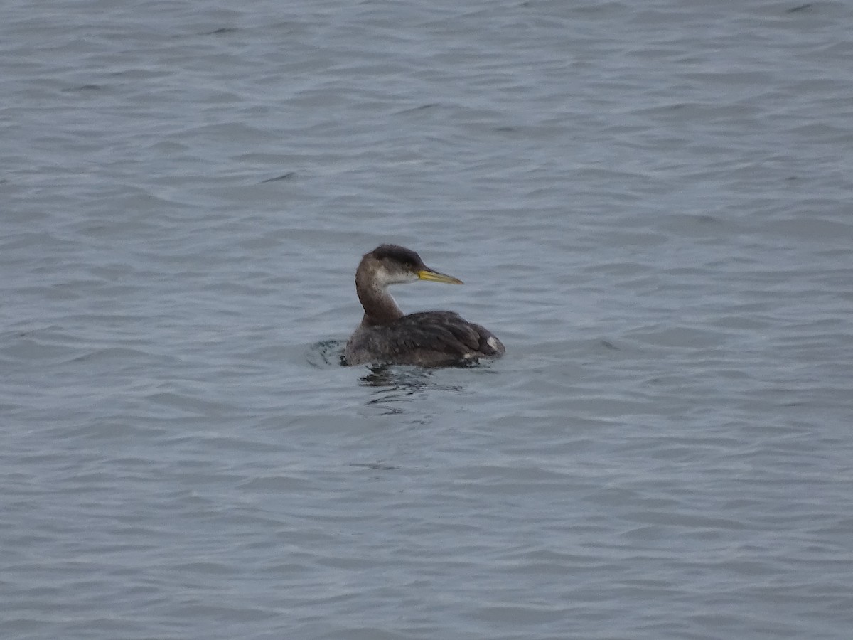 Red-necked Grebe - ML520047161