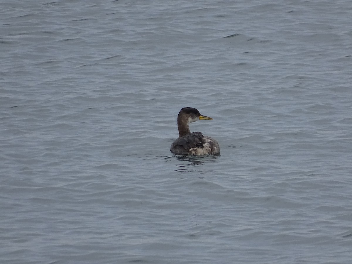 Red-necked Grebe - ML520047181