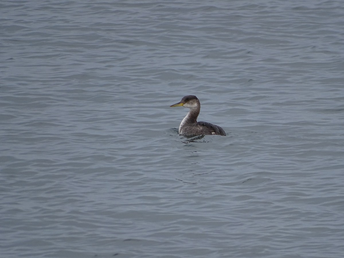 Буурал шунгуур - ML520047191