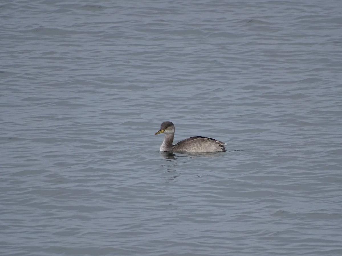 Red-necked Grebe - Amy Simmons