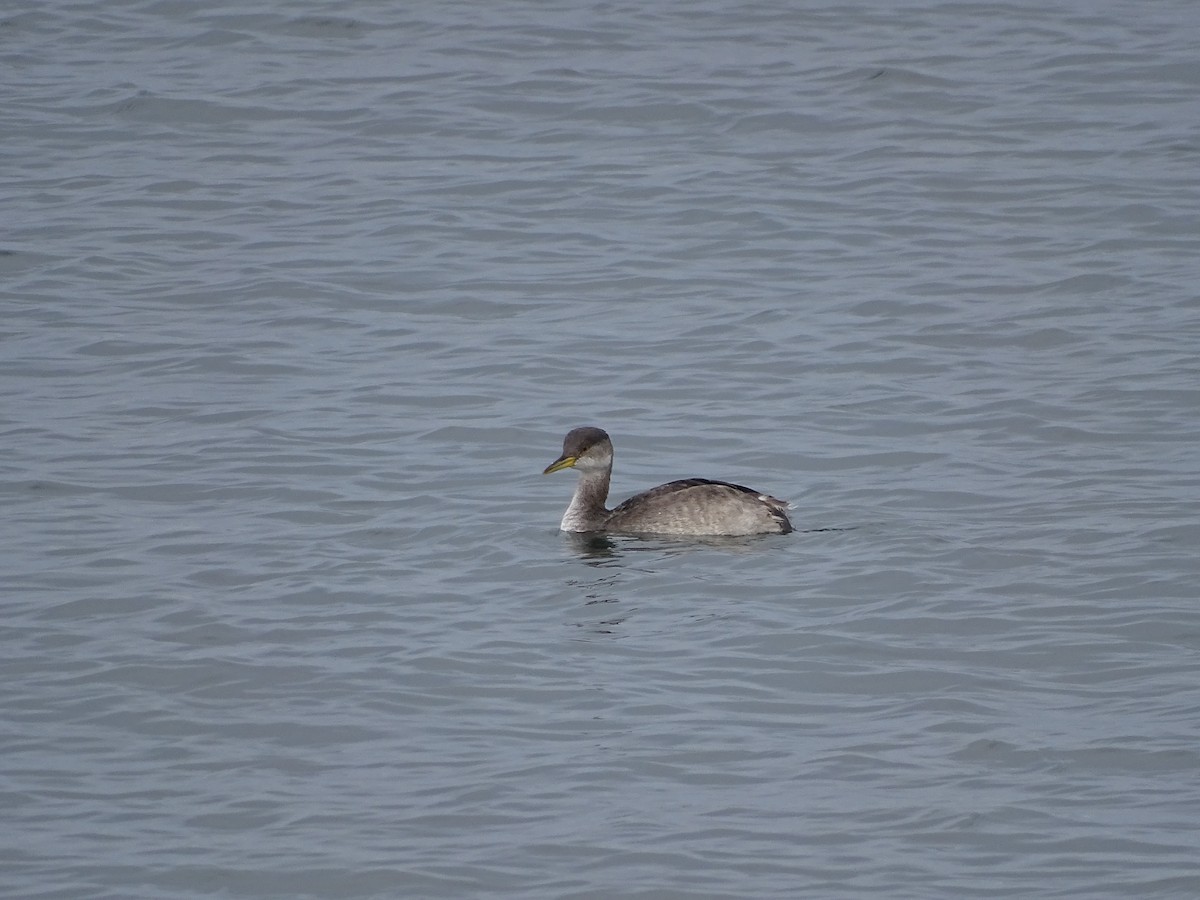 Red-necked Grebe - ML520047201