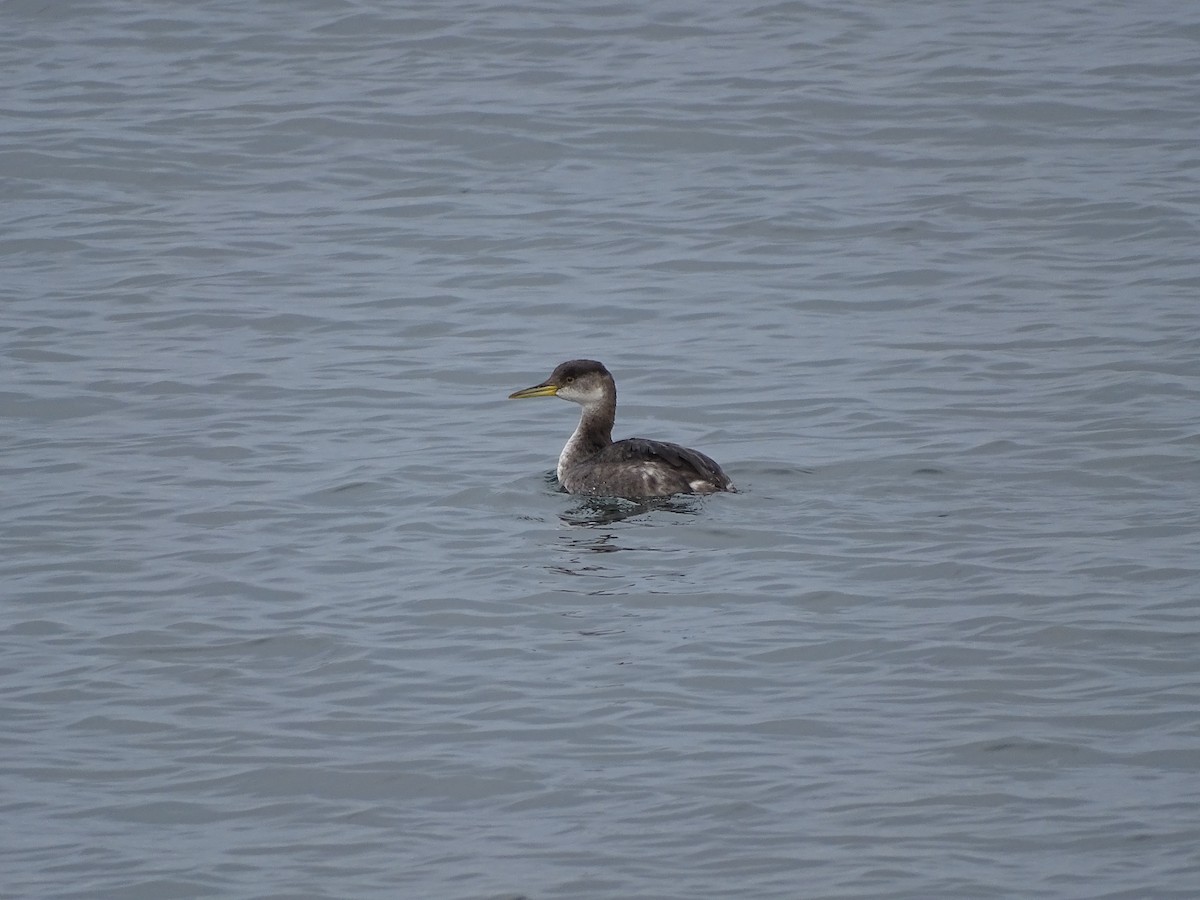 Red-necked Grebe - Amy Simmons