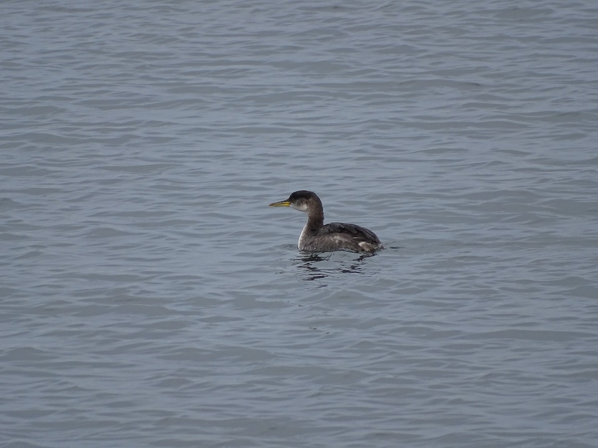 Red-necked Grebe - ML520047221