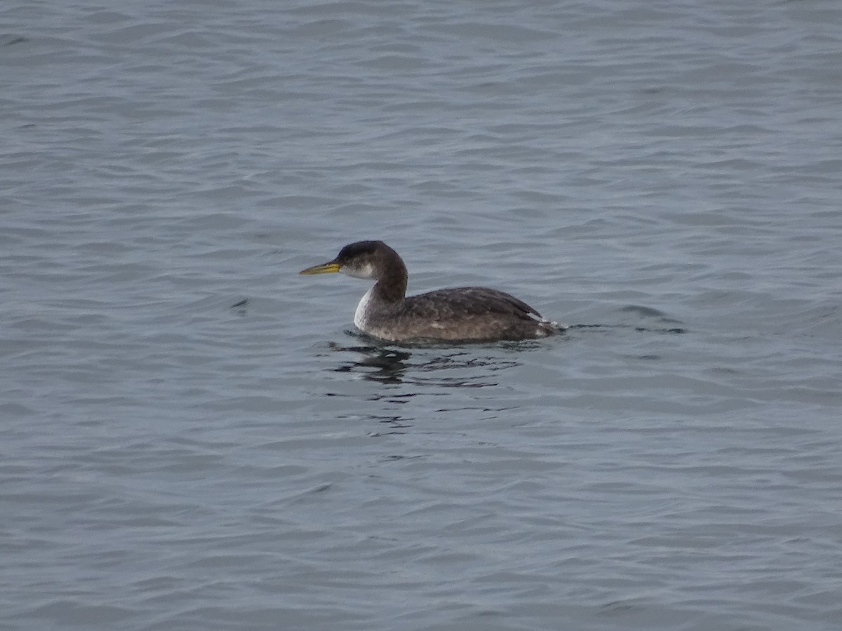 Red-necked Grebe - Amy Simmons
