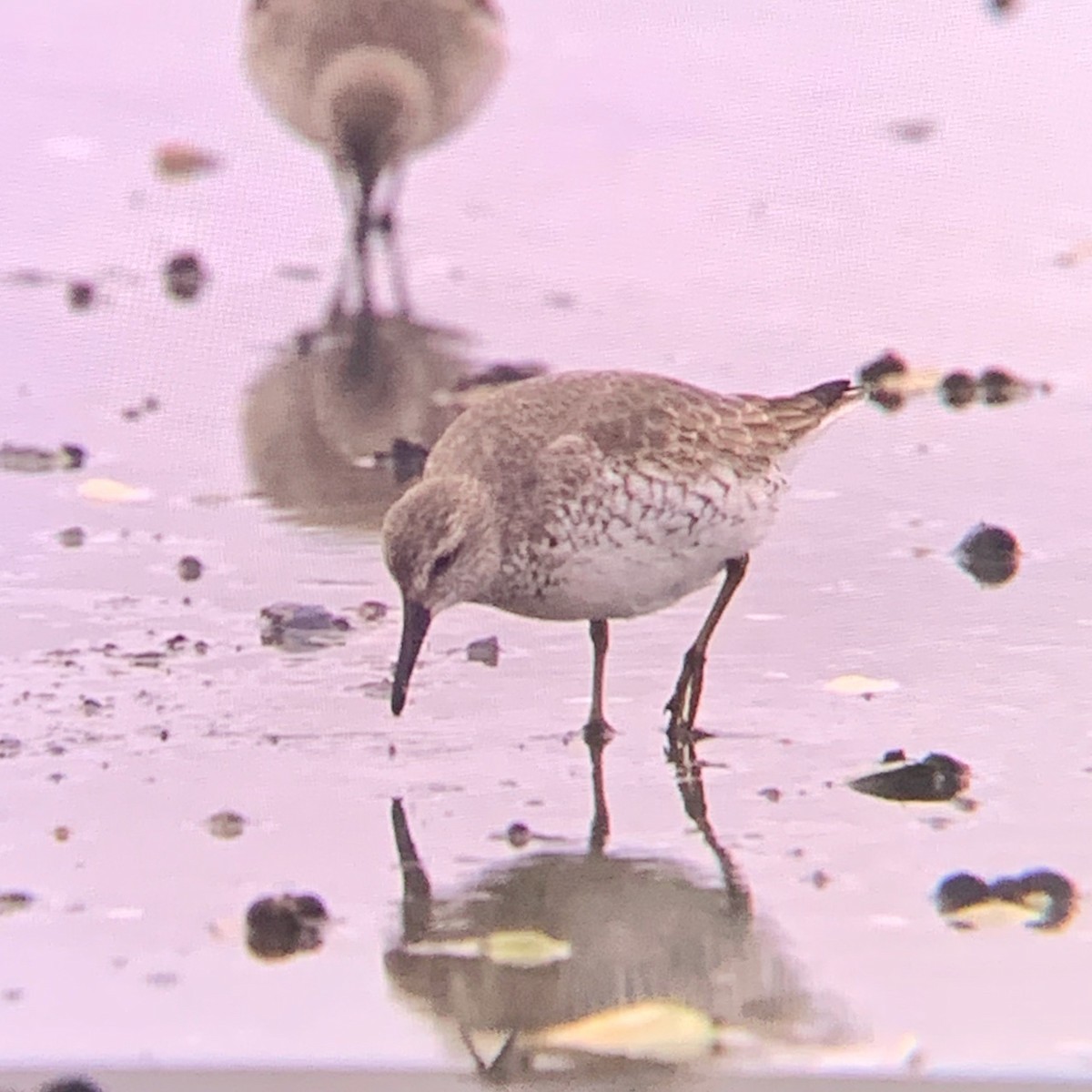 Red Knot - ML520048031