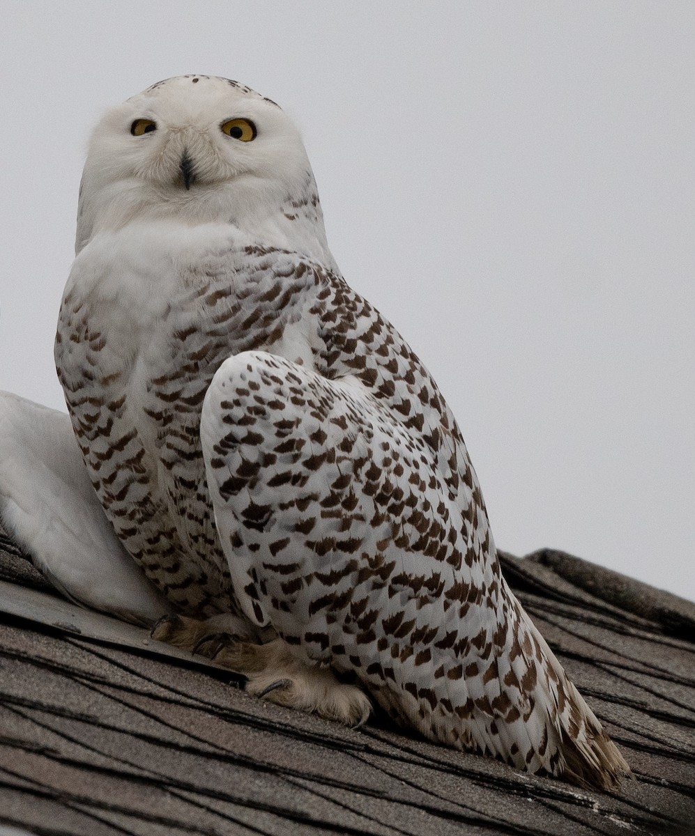 Snowy Owl - Joe Kaplan