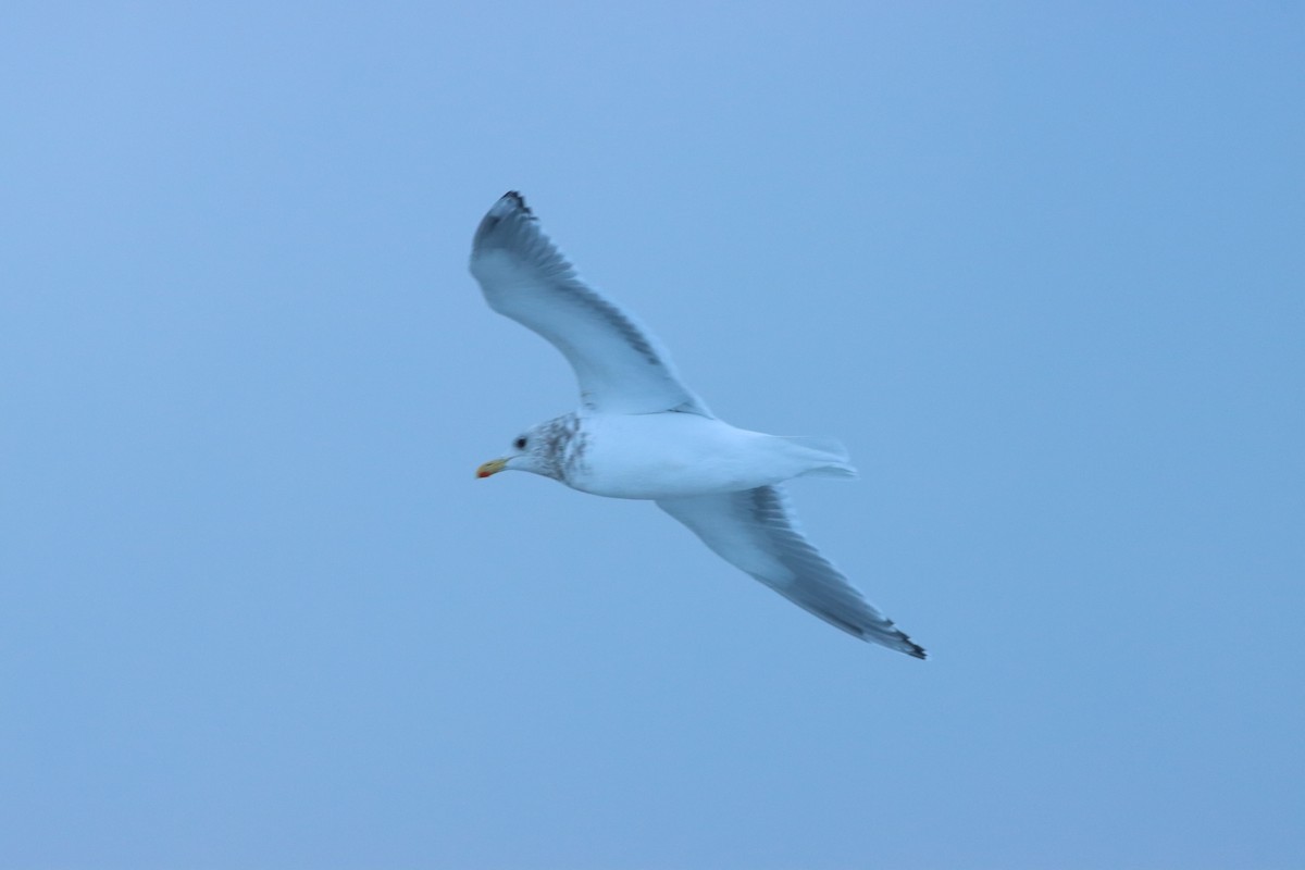 Iceland Gull (Thayer's) - ML520050571