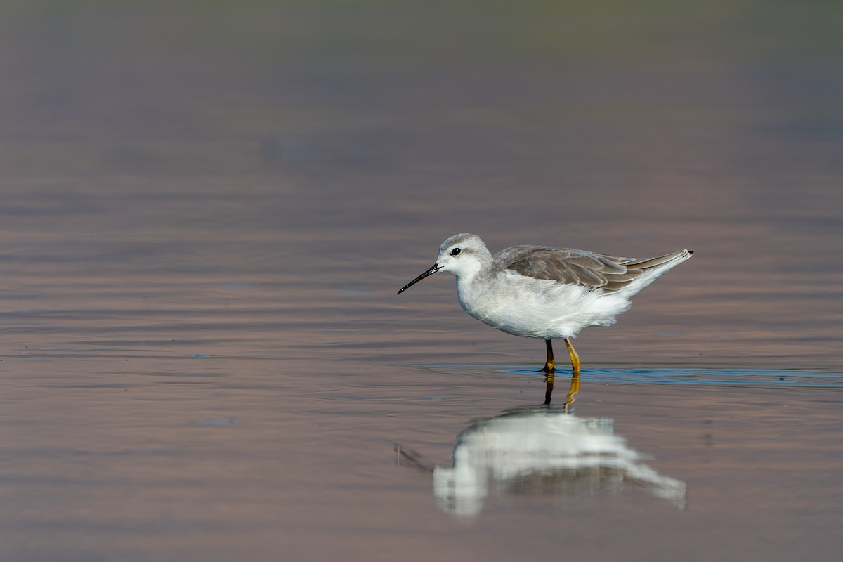 Wilson's Phalarope - ML520050741