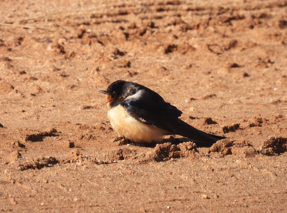 Barn Swallow - ML520050941