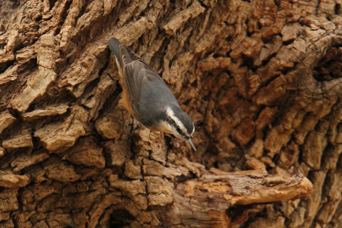 Red-breasted Nuthatch - ML520051231