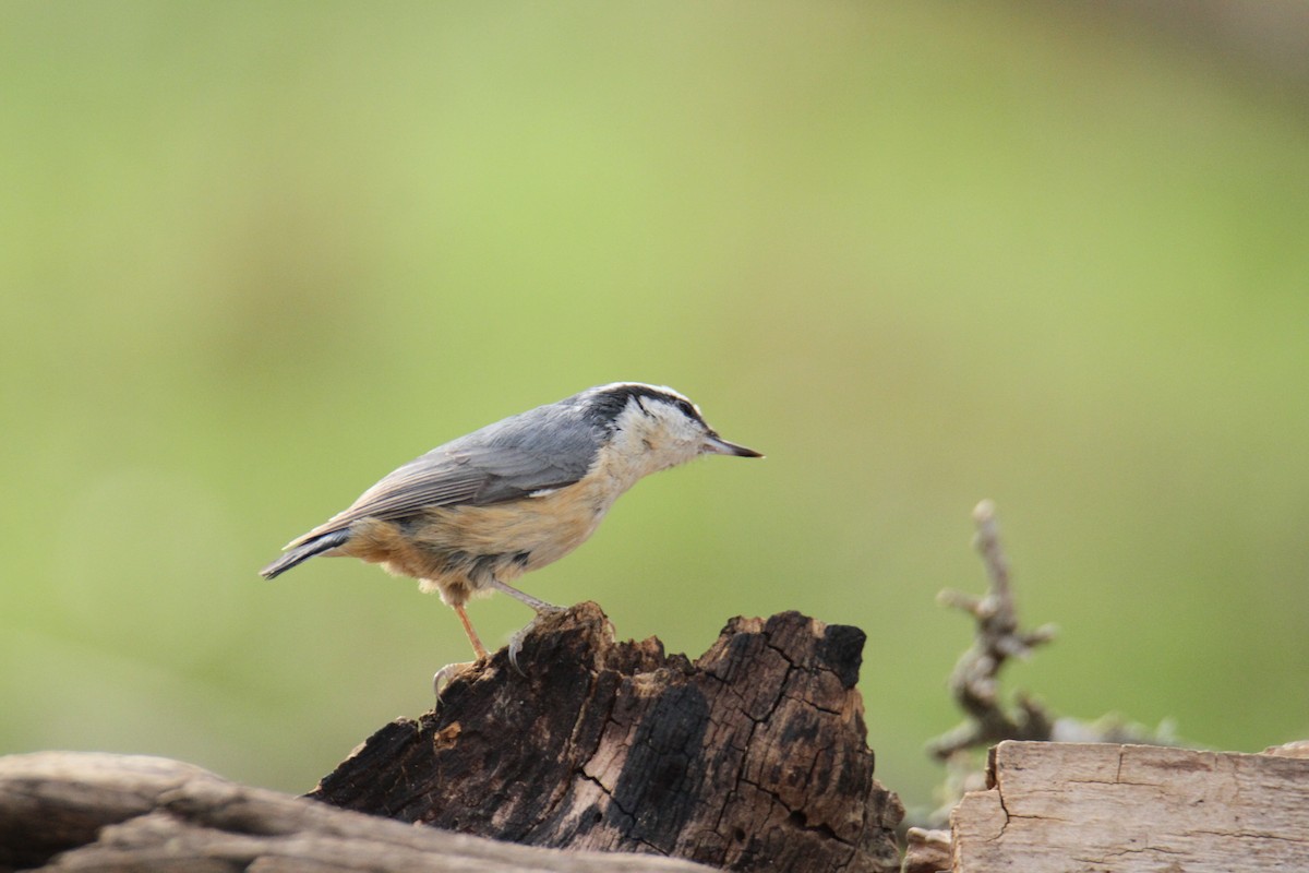 Red-breasted Nuthatch - ML520051241