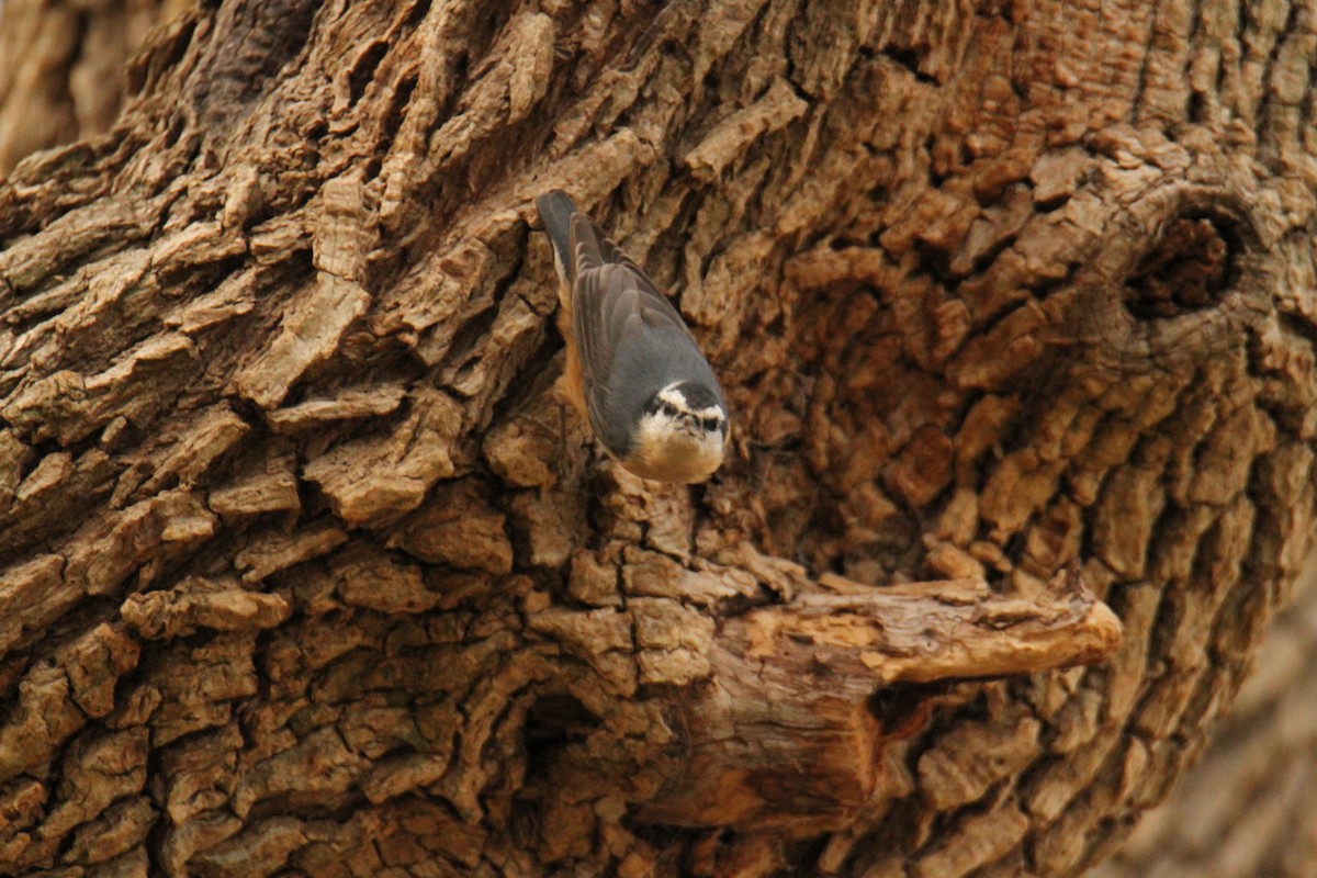 Red-breasted Nuthatch - ML520051251