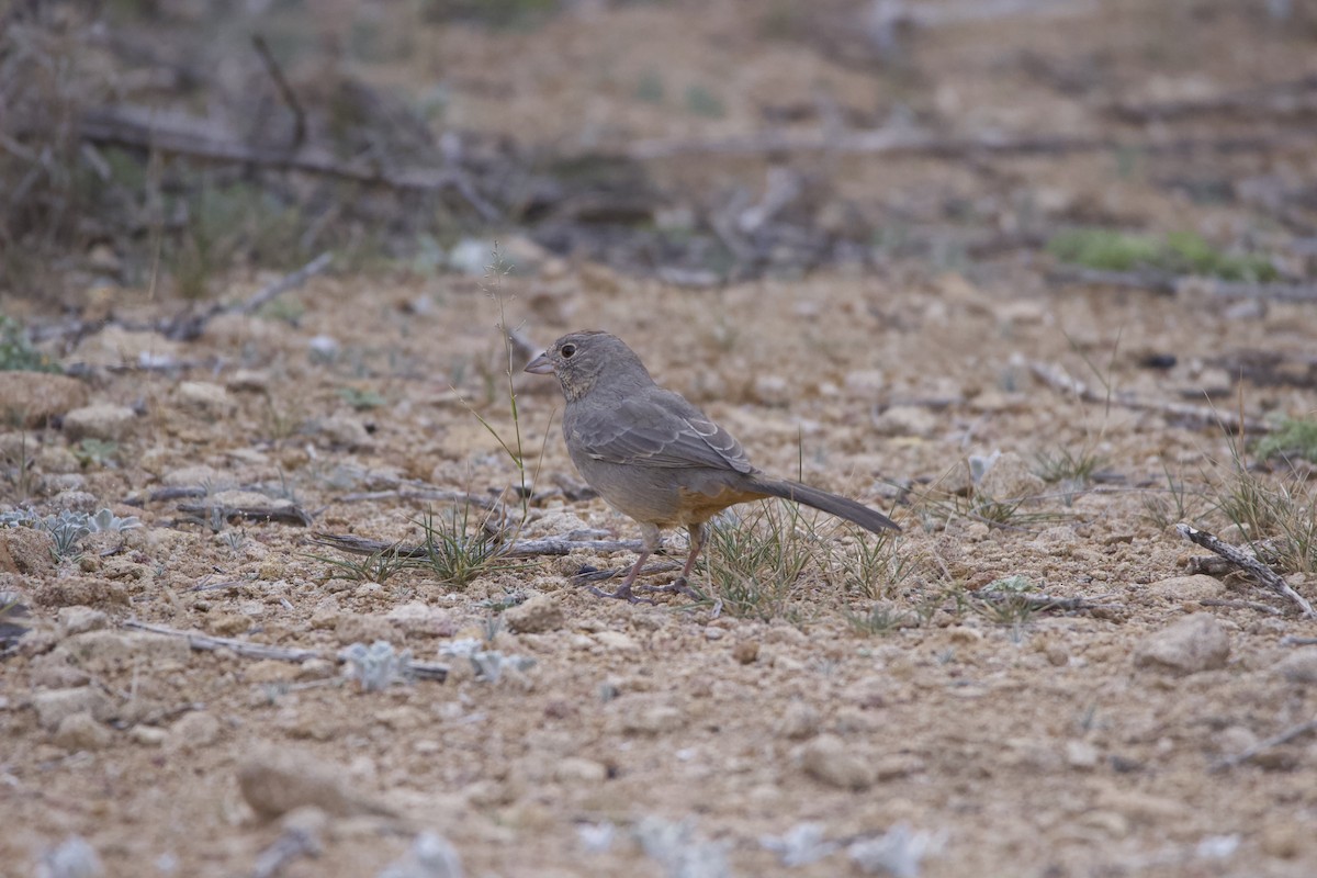 Canyon Towhee - ML520051591