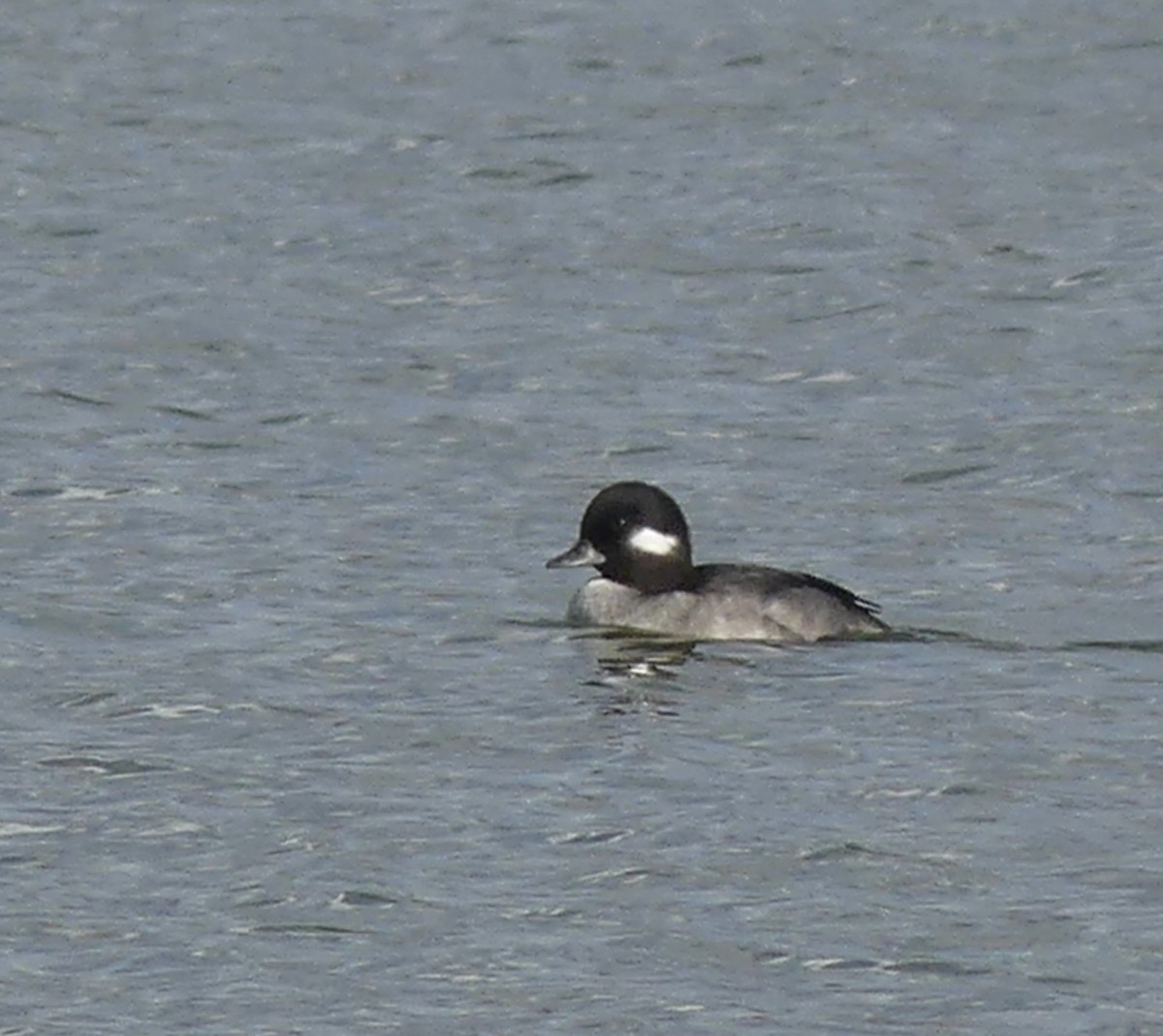 Bufflehead - ML520052251