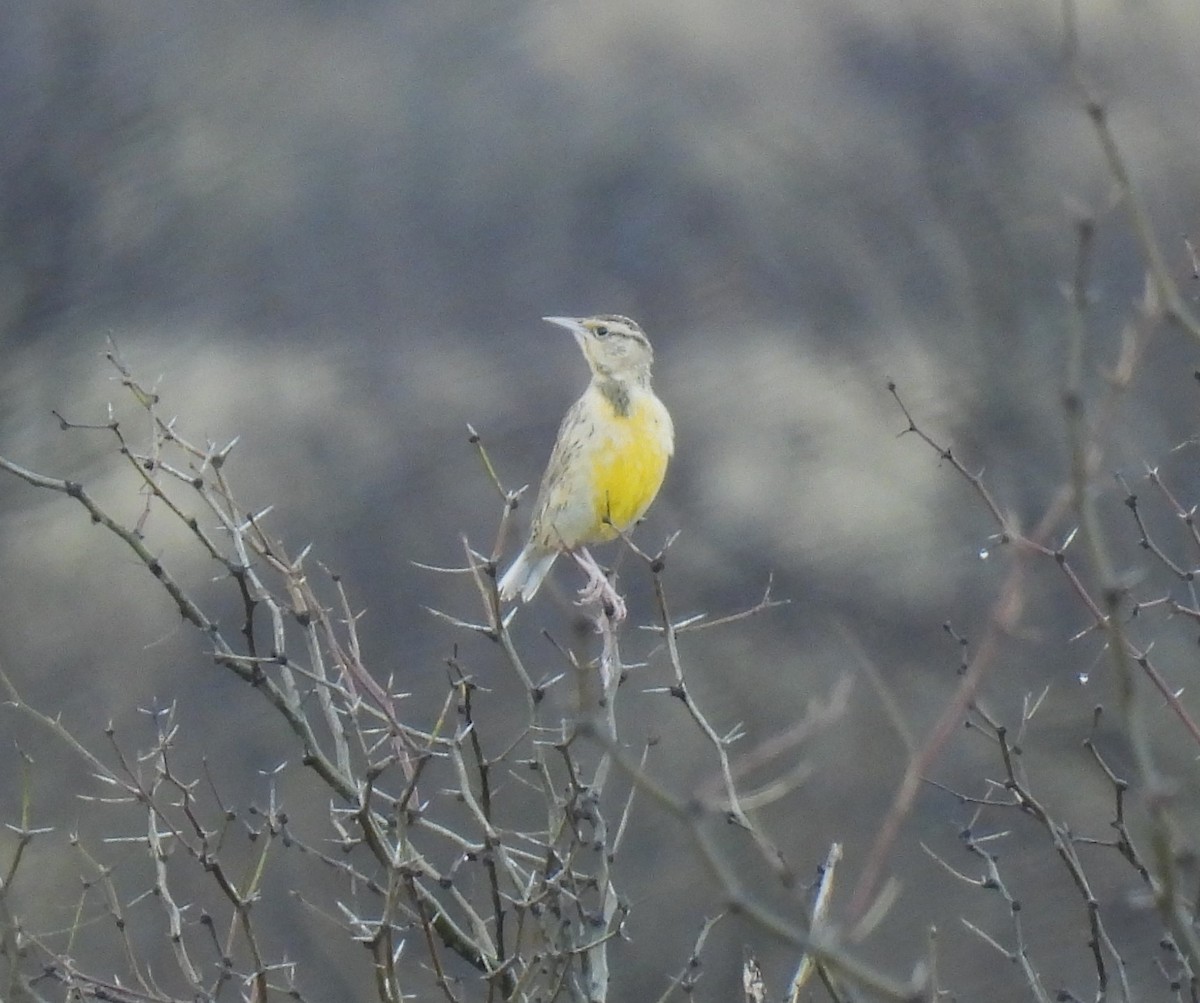 Western/Chihuahuan Meadowlark - MaryAnn Clayton