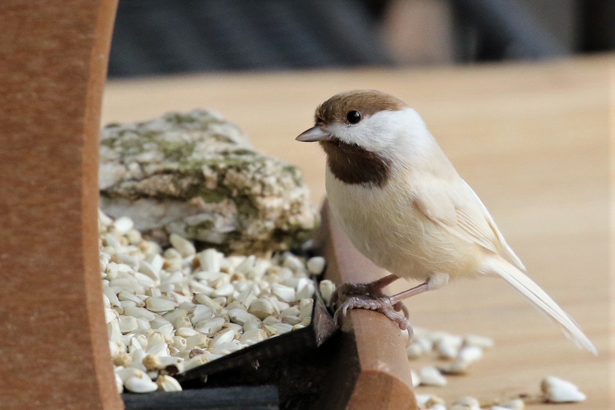 Mésange de Caroline - ML520055501