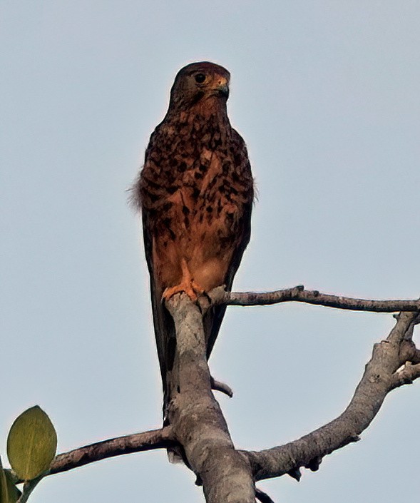 Spotted Kestrel - ML520056031