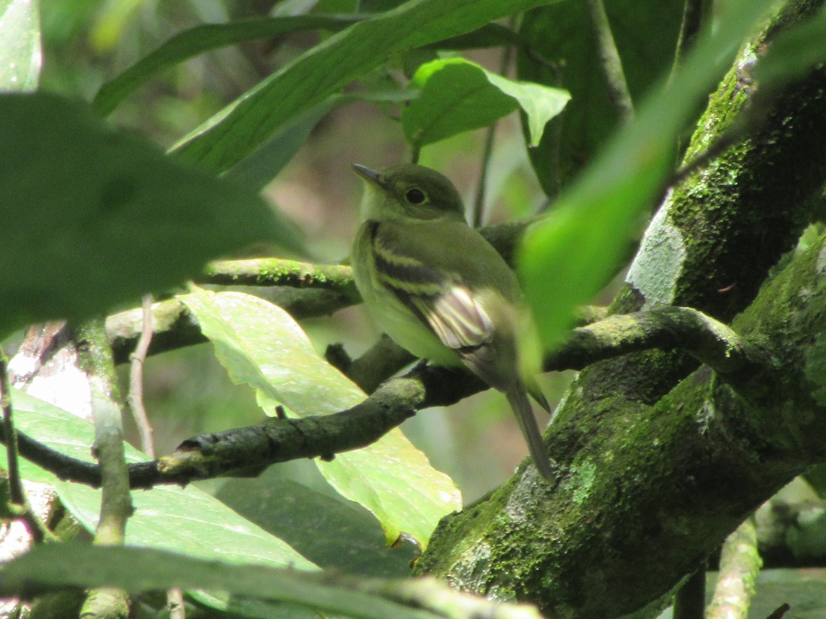 Yellow-crowned Tyrannulet - ML520058911