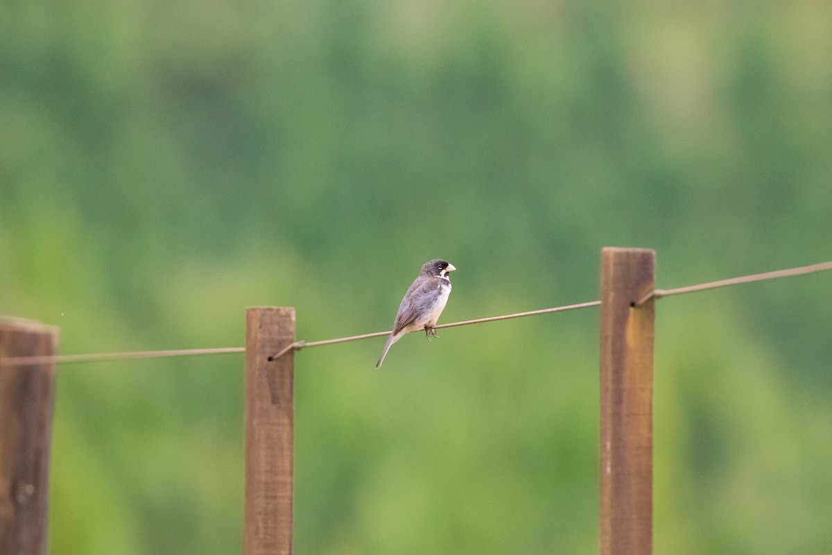 Double-collared Seedeater - ML520058921