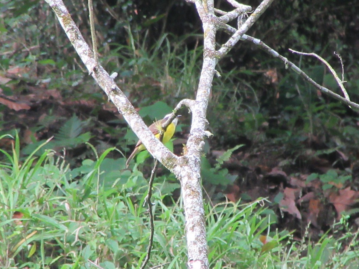 Rusty-margined Flycatcher - ML520059221