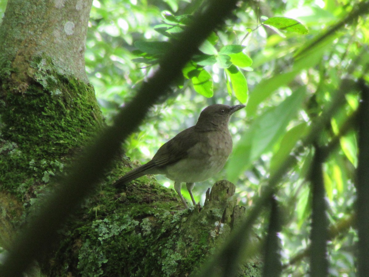 Tropical Mockingbird - ML520059671