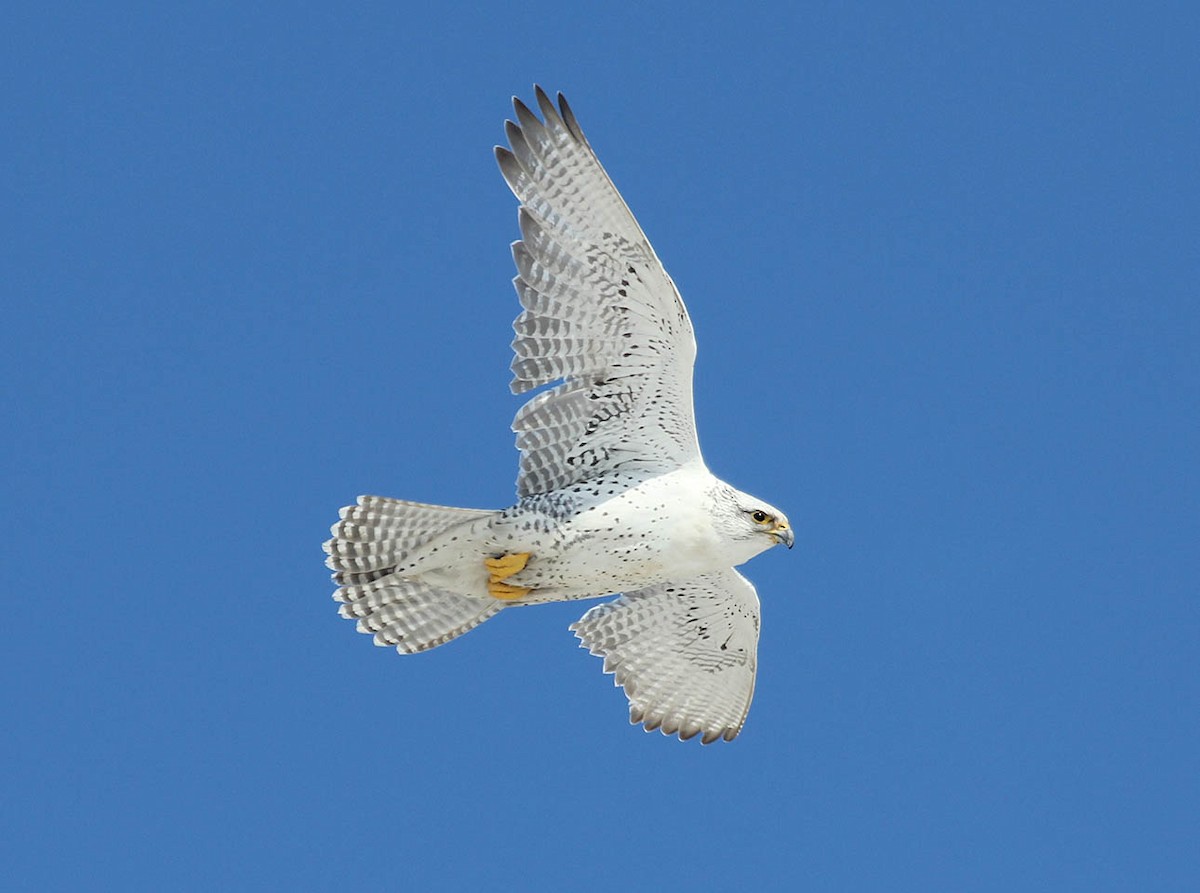 Gyrfalcon - ML52005971