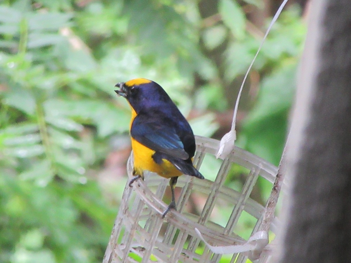 Thick-billed Euphonia - ML520059731