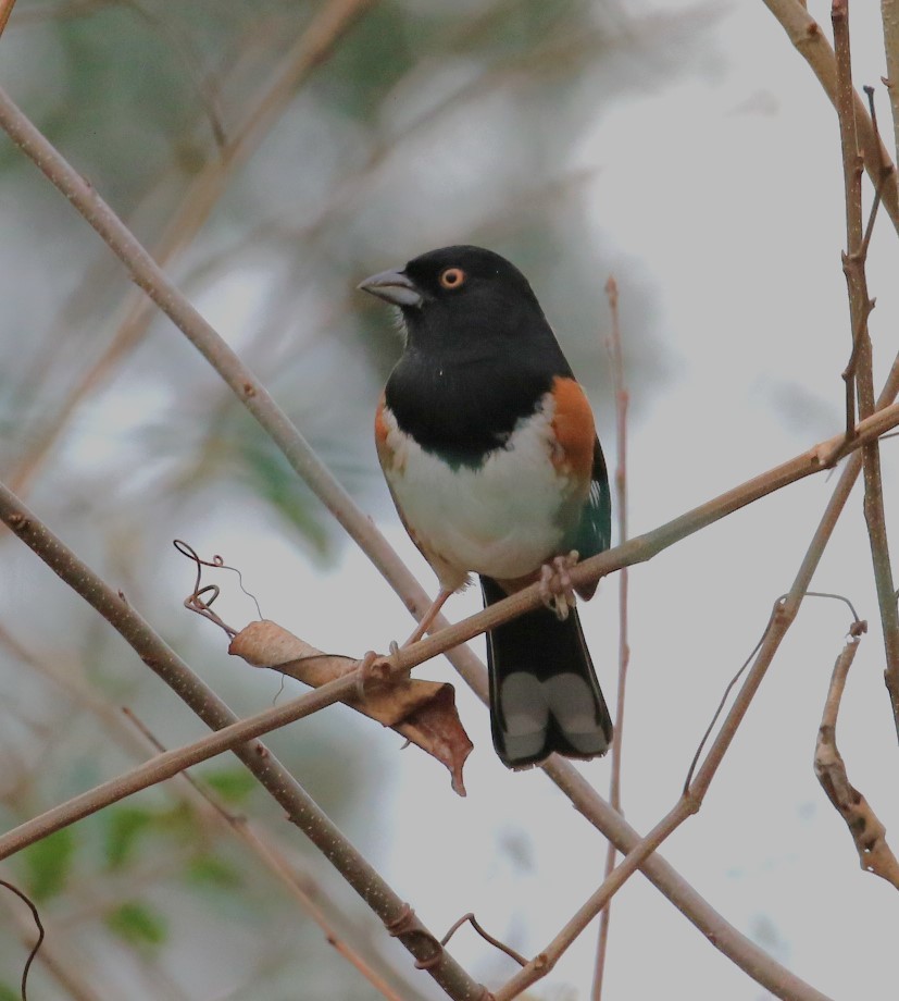 Eastern Towhee - ML520060301