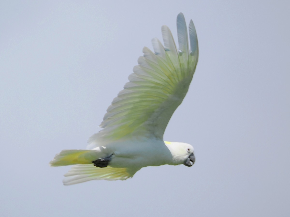 Sulphur-crested Cockatoo - ML520060321