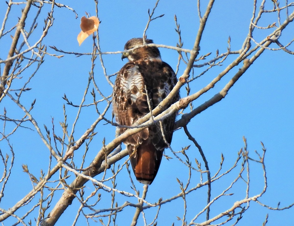 Red-tailed Hawk - ML520060401