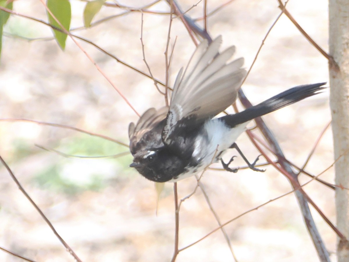 Willie-wagtail - ML520060551