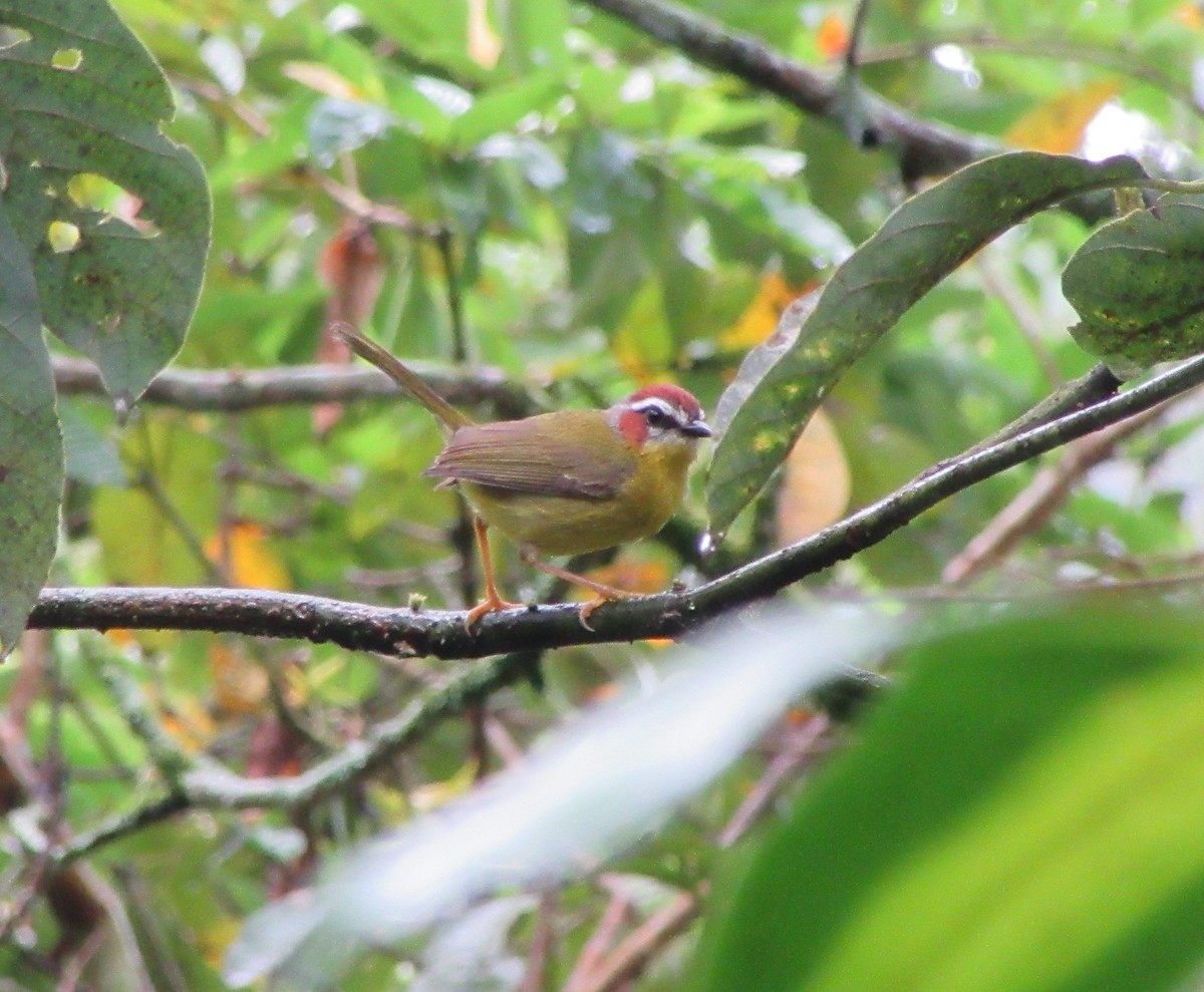 Chestnut-capped Warbler - ML520060561