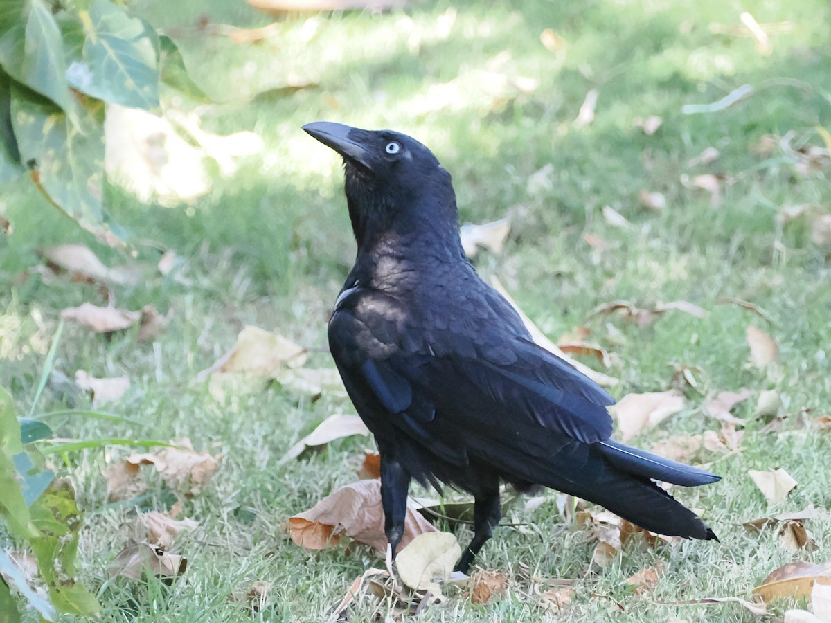 Torresian Crow - ML520060721