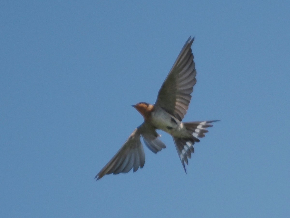 Welcome Swallow - ML520060931