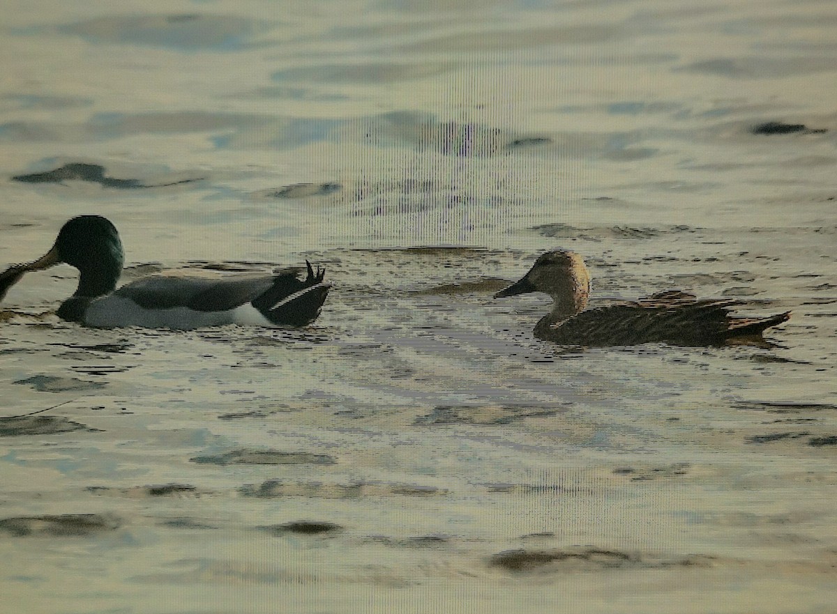 Mallard - ML520061261