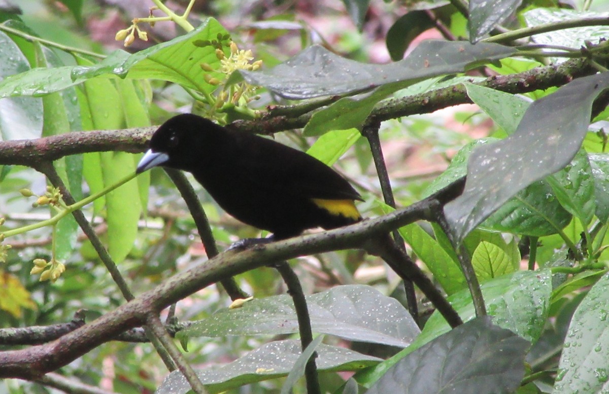 Flame-rumped Tanager - ML520061281