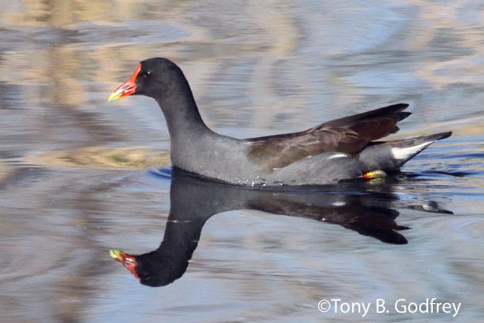 Common Gallinule - ML52006141