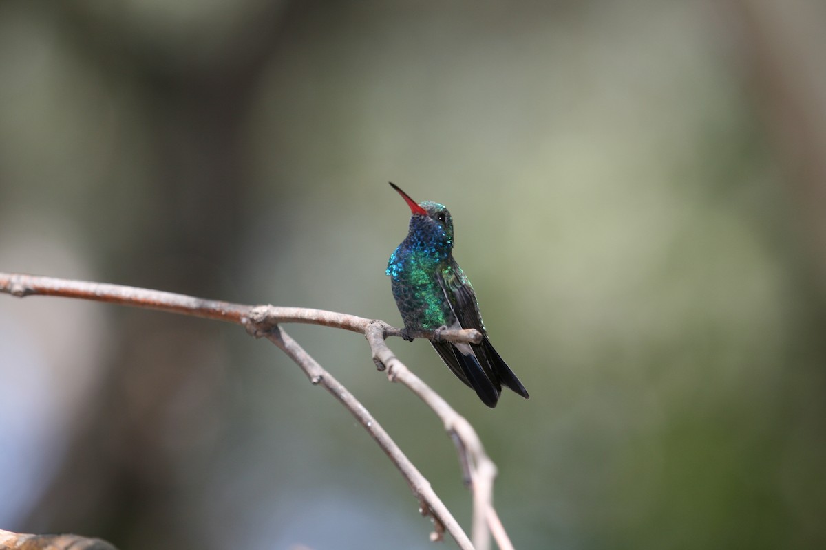 Broad-billed Hummingbird - ML520061491